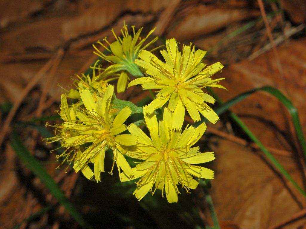 Una piccola asteracea a fine Ottobre - Hieracium sp.